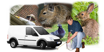 Chadwell Heath local van